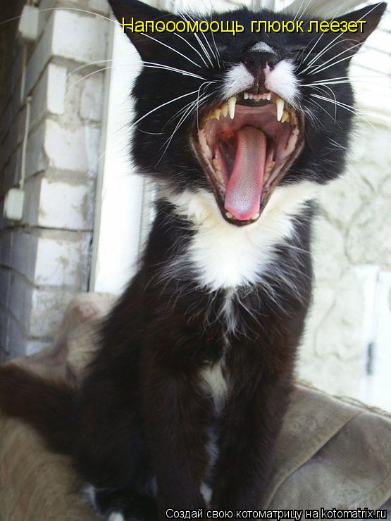 Котоматрица: Напооомоощь глююк леезет