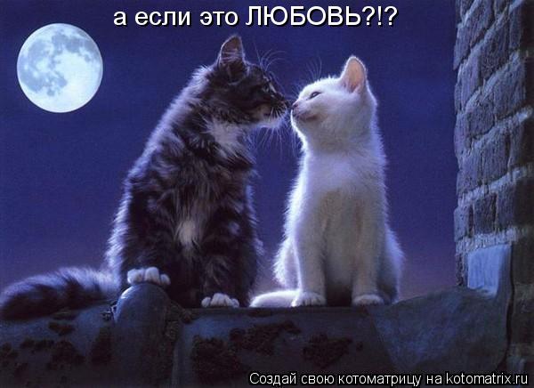 Котоматрица: а если это ЛЮБОВЬ?!?