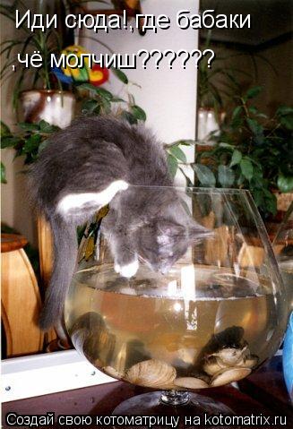 Котоматрица: Иди сюда!,где бабаки ,чё молчиш??????