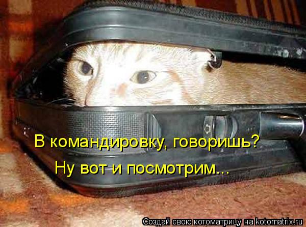 Котоматрица: В командировку, говоришь? Ну вот и посмотрим...