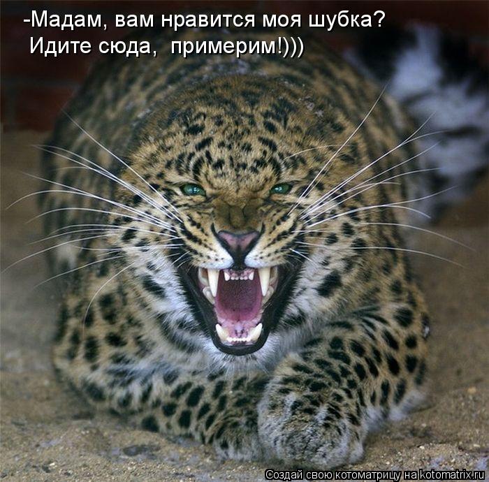 Котоматрица: -Мадам, вам нравится моя шубка?  Идите сюда,  примерим!)))