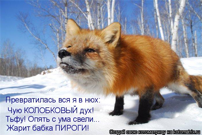 Котоматрица: Превратилась вся я в нюх: Чую КОЛОБКОВЫЙ дух! Тьфу! Опять с ума свели... Жарит бабка ПИРОГИ!