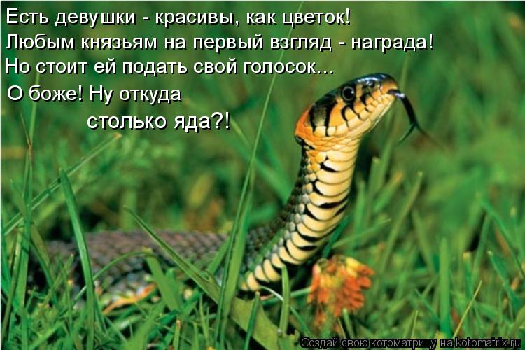 Котоматрица: Но стоит ей подать свой голосок... Есть девушки - красивы, как цветок!  Любым князьям на первый взгляд - награда!  О боже! Ну откуда  столько яда?