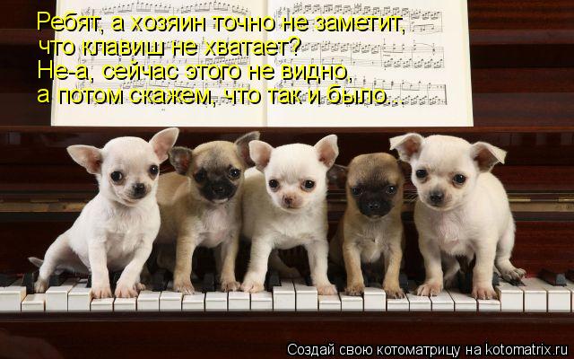 Котоматрица: Ребят, а хозяин точно не заметит,  что клавиш не хватает? Не-а, сейчас этого не видно, а потом скажем, что так и было...