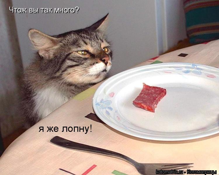 Котоматрица: Чтож вы так много? я же лопну!
