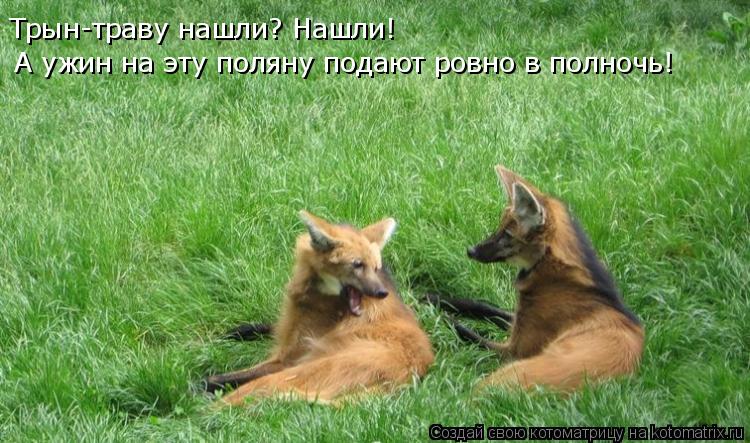 Котоматрица: Трын-траву нашли? Нашли! А ужин на эту поляну подают ровно в полночь!