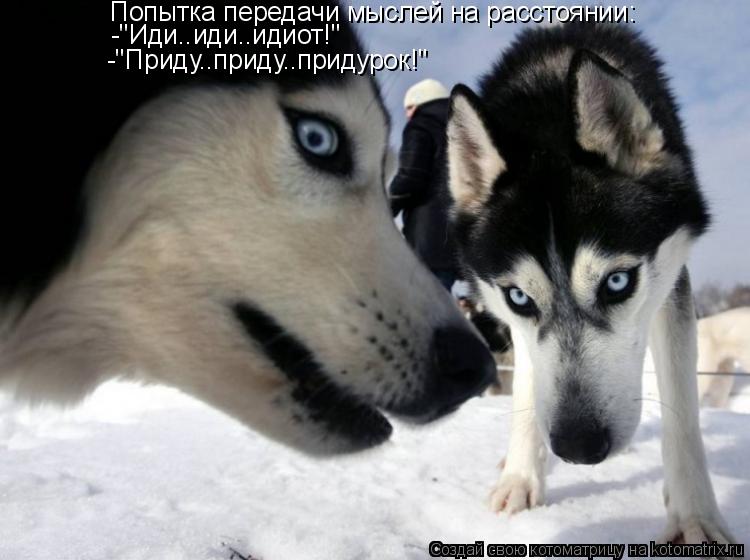 Котоматрица: Попытка передачи мыслей на расстоянии: -"Иди..иди..идиот!" -"Приду..приду..придурок!"
