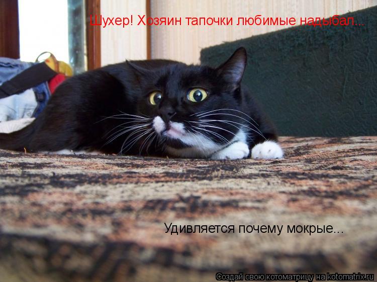 Котоматрица: Шухер! Хозяин тапочки любимые надыбал...  Удивляется почему мокрые...