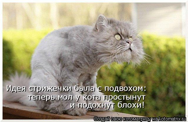Котоматрица: Идея стрижечки была с подвохом: теперь мол у кота простынут  и подохнут блохи!