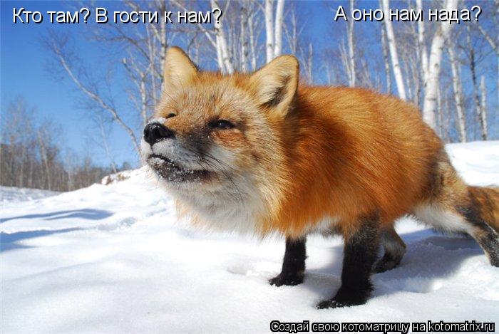 Котоматрица: Кто там? В гости к нам? А оно нам нада?