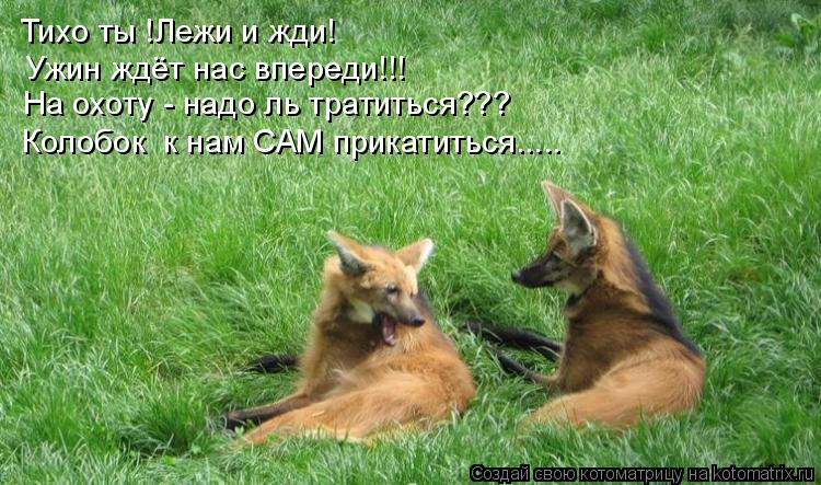 Котоматрица: Тихо ты !Лежи и жди! Ужин ждёт нас впереди!!! На охоту - надо ль тратиться??? Колобок  к нам САМ прикатиться.....