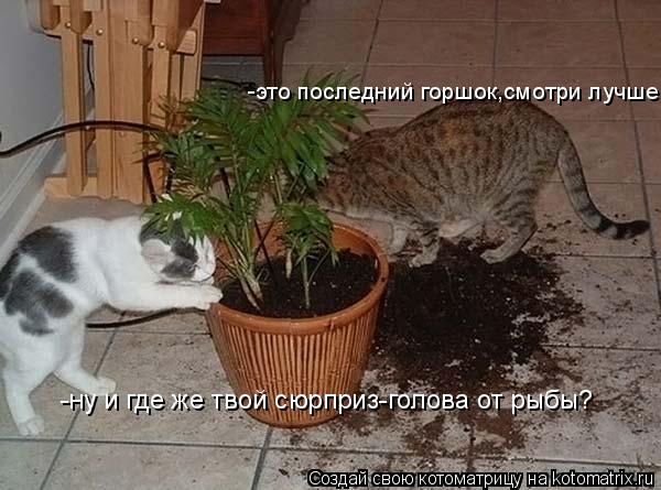 Котоматрица: -это последний горшок,смотри лучше! -ну и где же твой сюрприз-голова от рыбы?