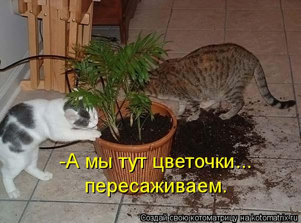 Котоматрица: -А мы тут цветочки... пересаживаем.