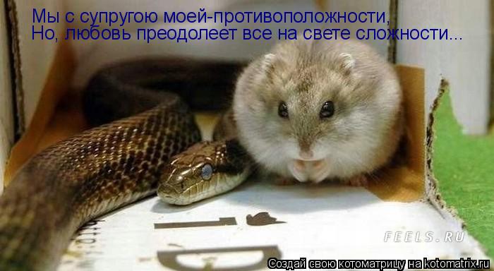 Котоматрица: Мы с супругою моей-противоположности, Но, любовь преодолеет все на свете сложности...