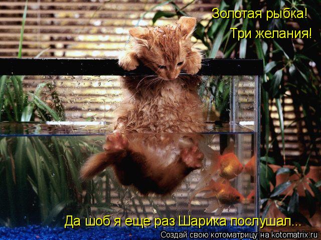 Котоматрица: Золотая рыбка! Три желания! Да шоб я еще раз Шарика послушал...