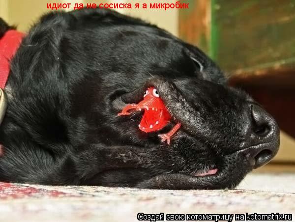 Котоматрица: идиот да не сосиска я а микробик