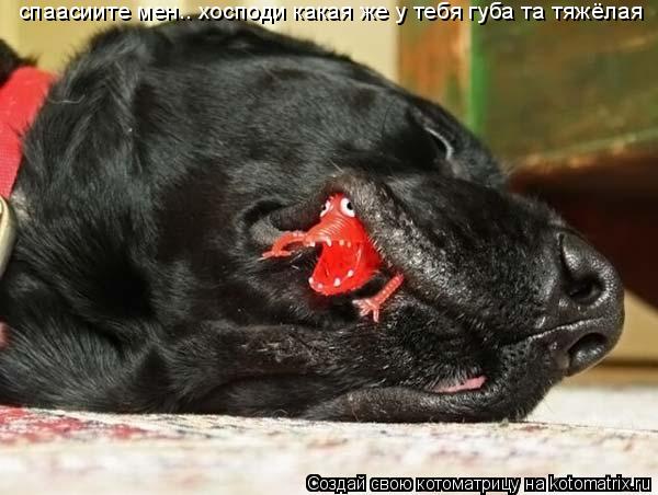 Котоматрица: спаасиите мен.. хосподи какая же у тебя губа та тяжёлая