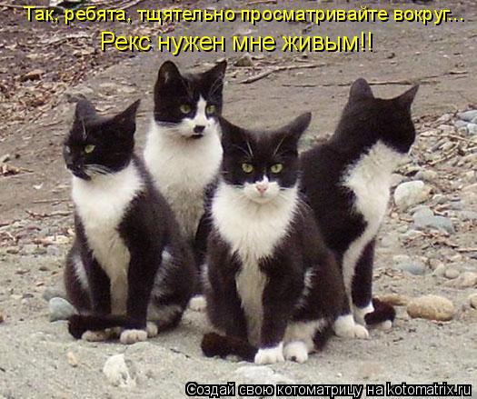Котоматрица: Так, ребята, тщятельно просматривайте вокруг... Рекс нужен мне живым!!
