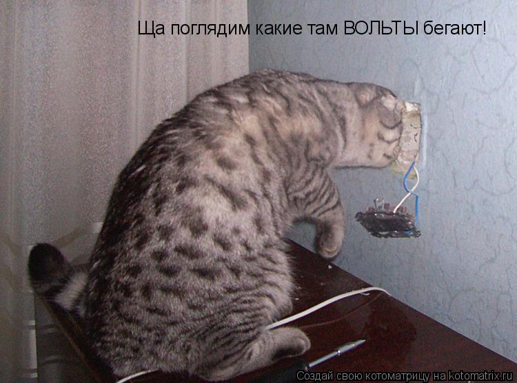 Котоматрица: Ща поглядим какие там ВОЛЬТЫ бегают!