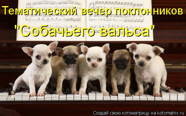 Котоматрица: Тематический вечер поклонников "Собачьего вальса"