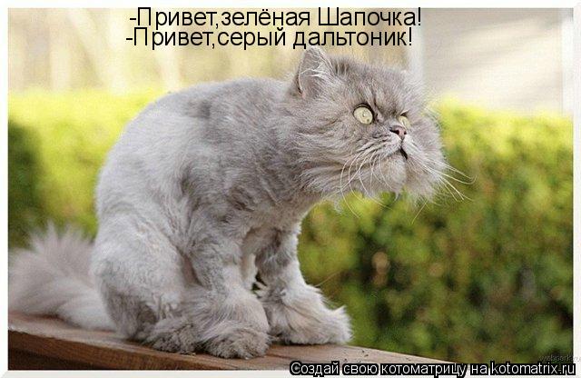 Котоматрица: -Привет,зелёная Шапочка! -Привет,серый дальтоник!