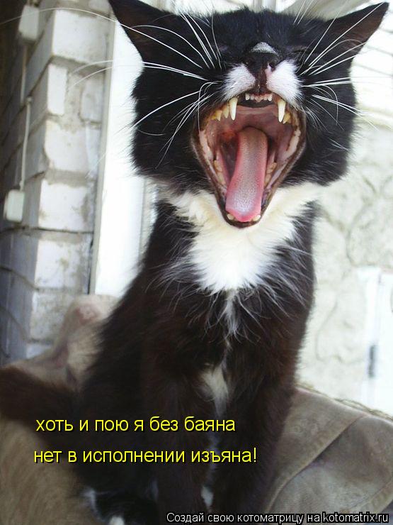 Котоматрица: хоть и пою я без баяна нет в исполнении изъяна!