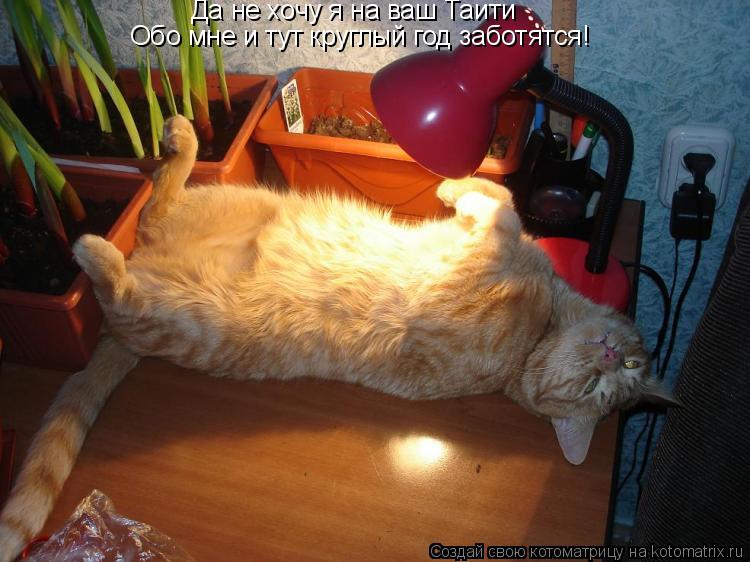 Котоматрица: Да не хочу я на ваш Таити Обо мне и тут круглый год заботятся!