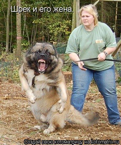 Котоматрица: Шрек и его жена.