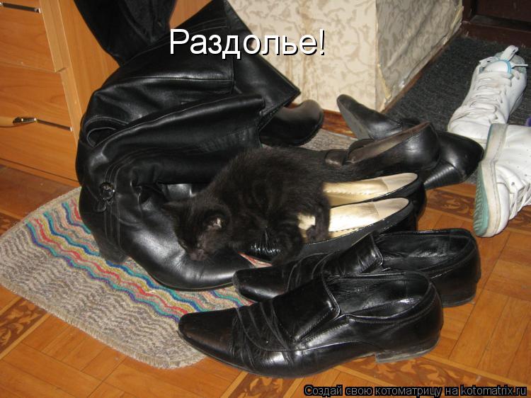 Котоматрица: Раздолье!