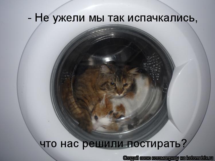 Котоматрица: - Не ужели мы так испачкались, что нас решили постирать?