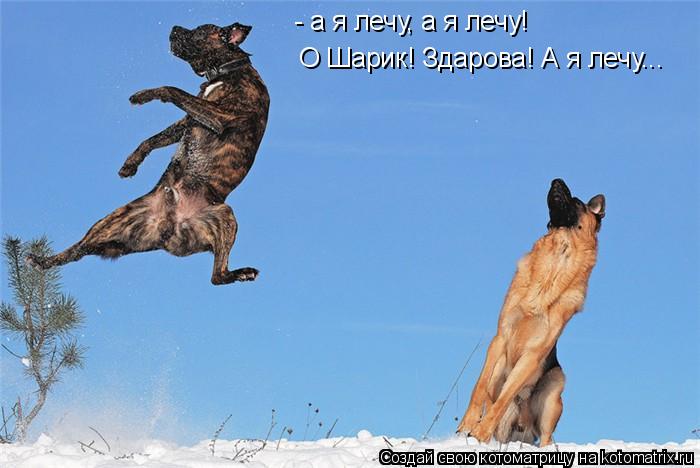 Котоматрица: - а я лечу, а я лечу! О Шарик! Здарова! А я лечу...