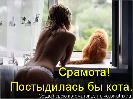 Котоматрица: Срамота! Постыдилась бы кота.