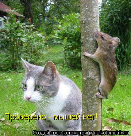 Котоматрица: Проверено - мышей нет!