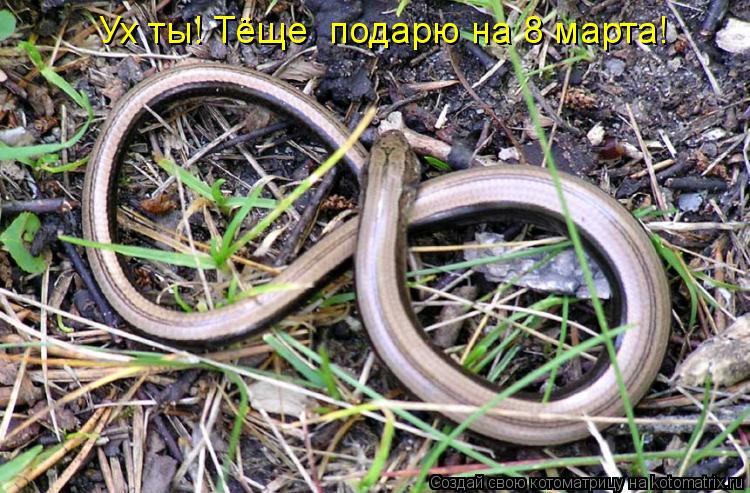 Ух ты! Тёще подарю на 8 марта!... Котоматрица: Ух ты! Тёще подарю на 8 марта!