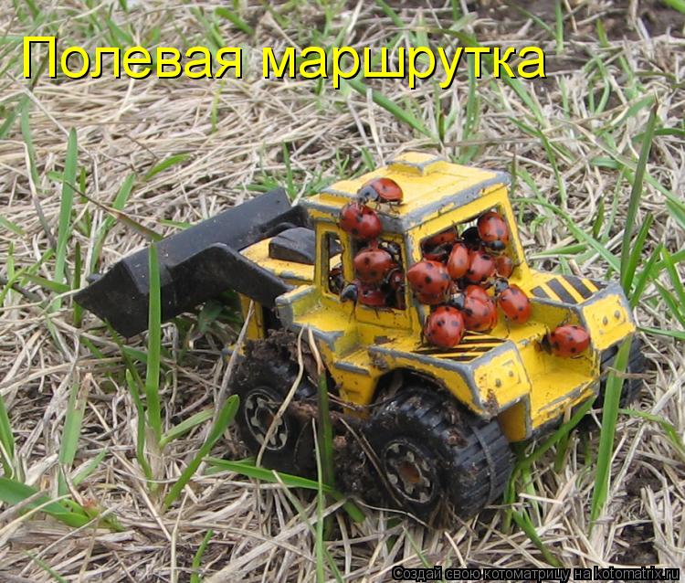 Котоматрица: Полевая маршрутка