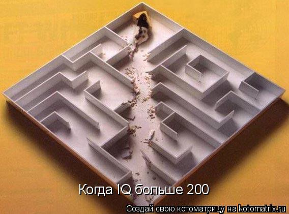 Котоматрица: Когда IQ больше 200