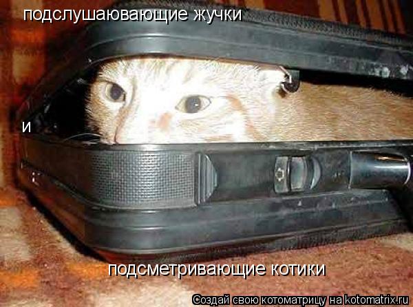 Котоматрица: подслушаювающие жучки и  подсметривающие котики