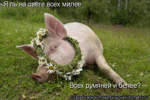 Котоматрица: Я ль на свете всех милее Всех румяней и белее?