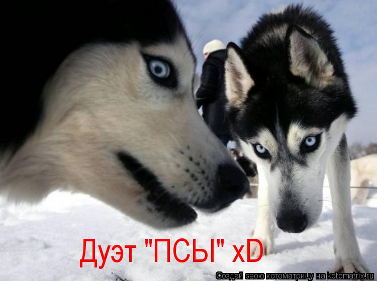 Котоматрица: Дуэт "ПСЫ" xD