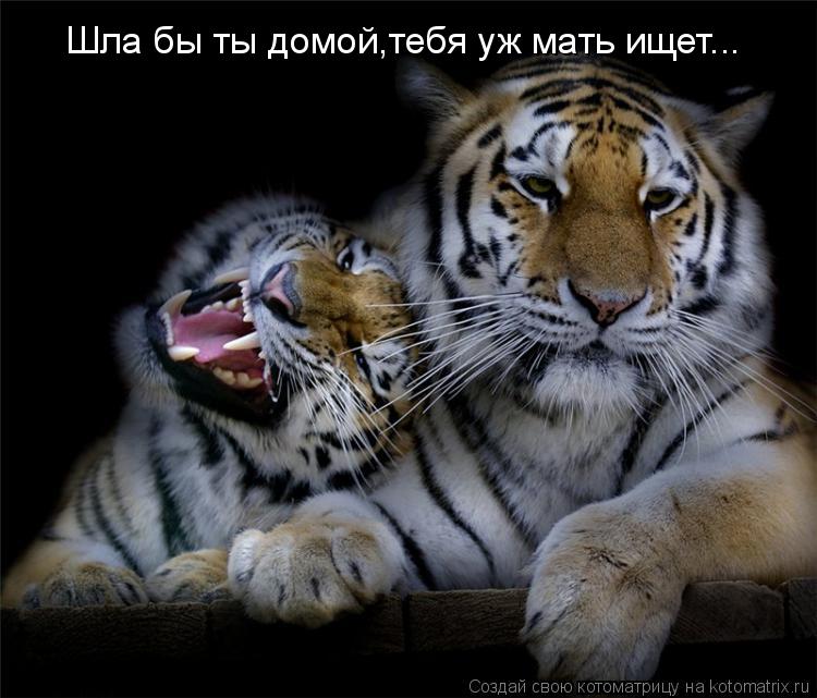 Котоматрица: Шла бы ты домой,тебя уж мать ищет...