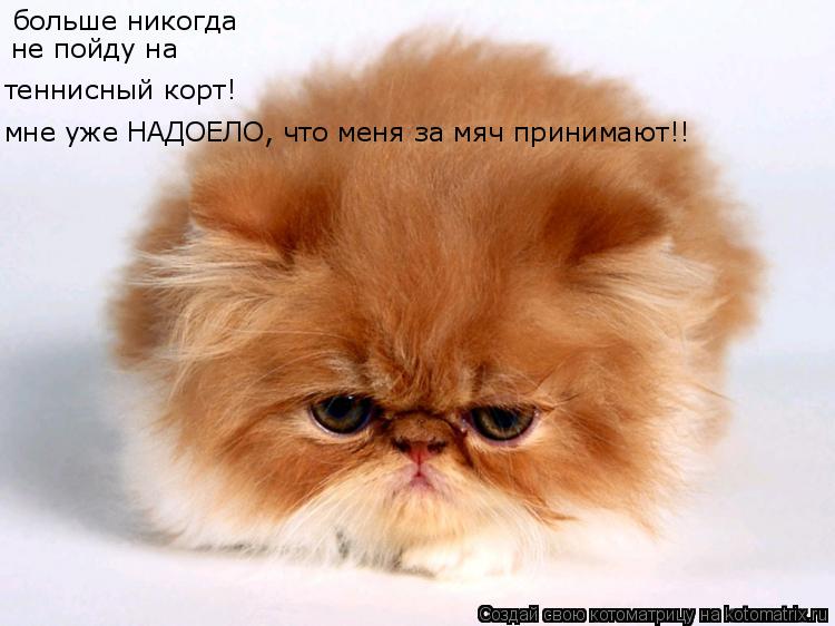 Котоматрица: больше никогда не пойду на теннисный корт! мне уже НАДОЕЛО, что меня за мяч принимают!!