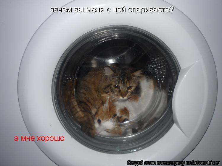 Котоматрица: зачем вы меня с ней спариваете? а мне хорошо