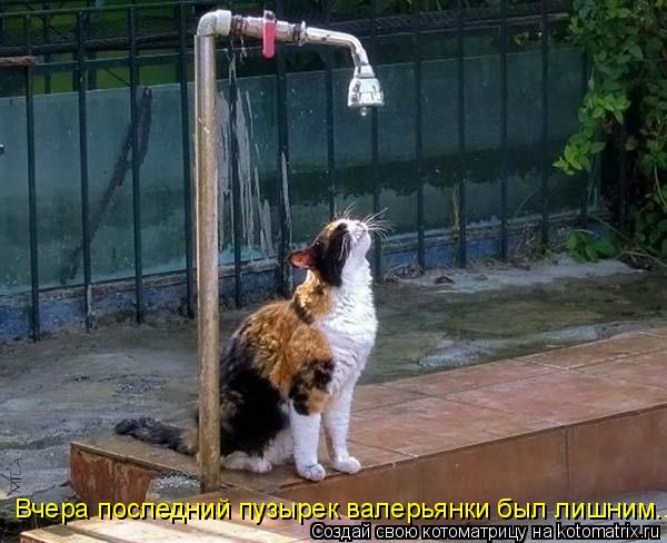 Котоматрица: Вчера последний пузырек валерьянки был лишним...