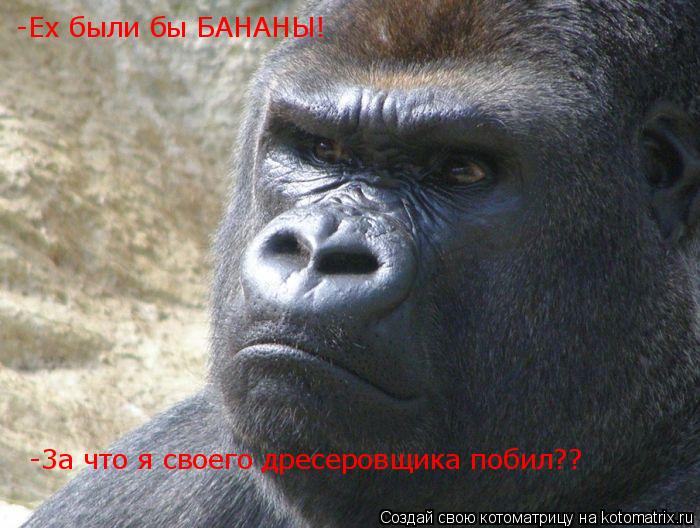 Котоматрица: -Ех были бы БАНАНЫ! -3а что я своего дресеровщика побил??