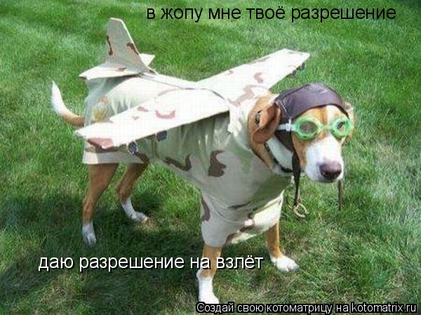 Котоматрица: даю разрешение на взлёт в жопу мне твоё разрешение