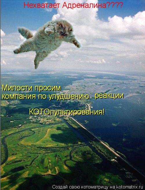 Котоматрица: Нехватает Адреналина???? Милости просим  компания по улудшению реакции КОТОпультирования!