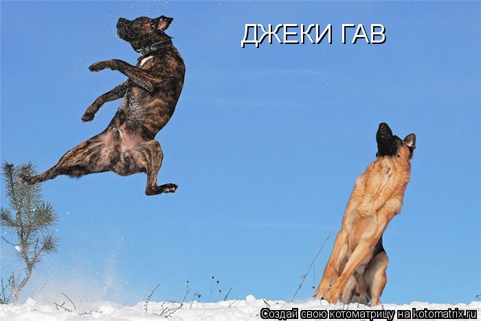 Котоматрица: ДЖЕКИ ГАВ