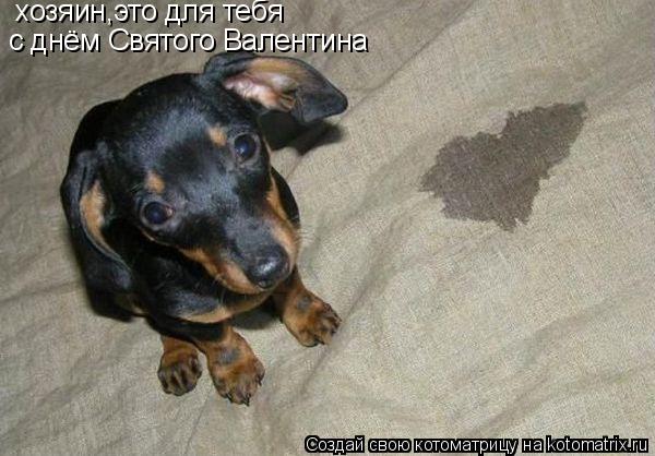 Котоматрица: хозяин,это для тебя с днём Святого Валентина