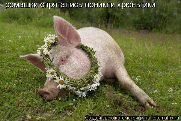 Котоматрица: ромашки спрятались-поникли хрюньтики