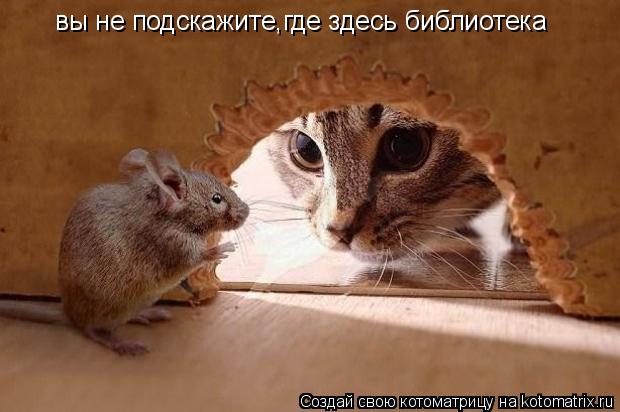 вы не подскажите,где здесь библиотека... Котоматрица: вы не подскажите,где здесь библиотека